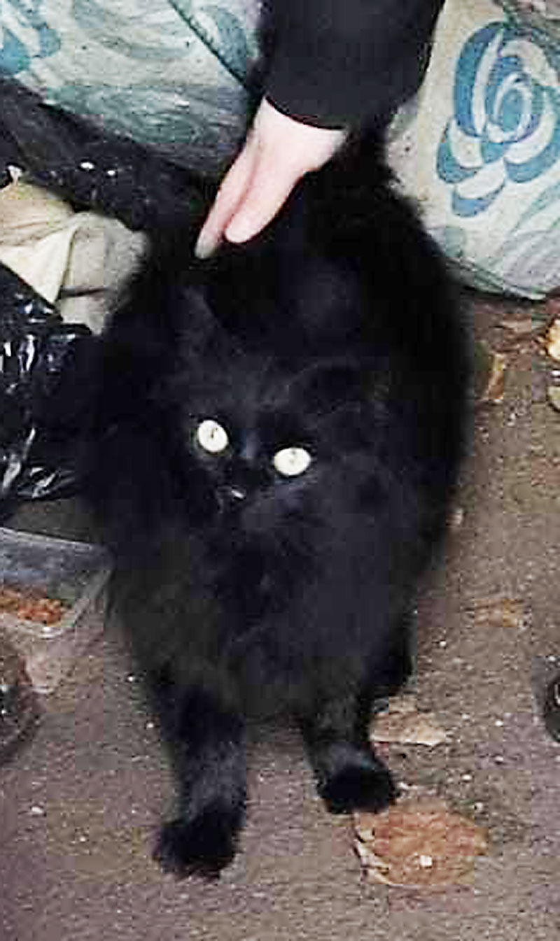 katze