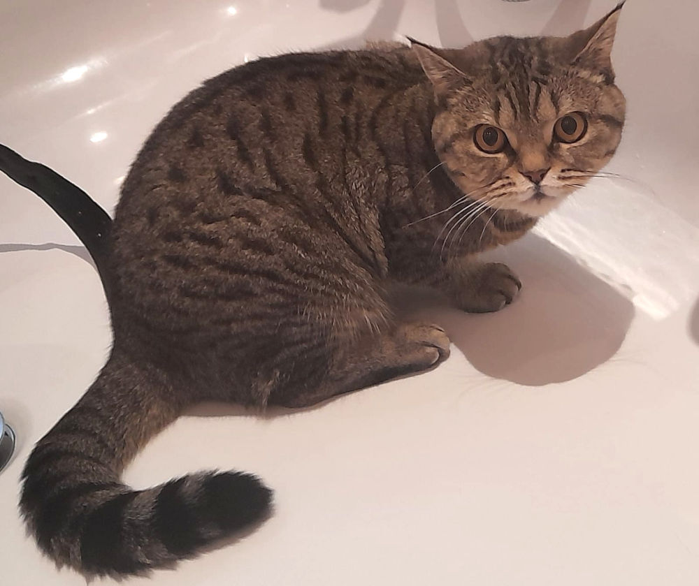 Katze vermisst