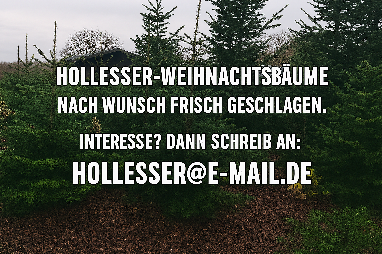 251210 weihnachtsbaeume 1