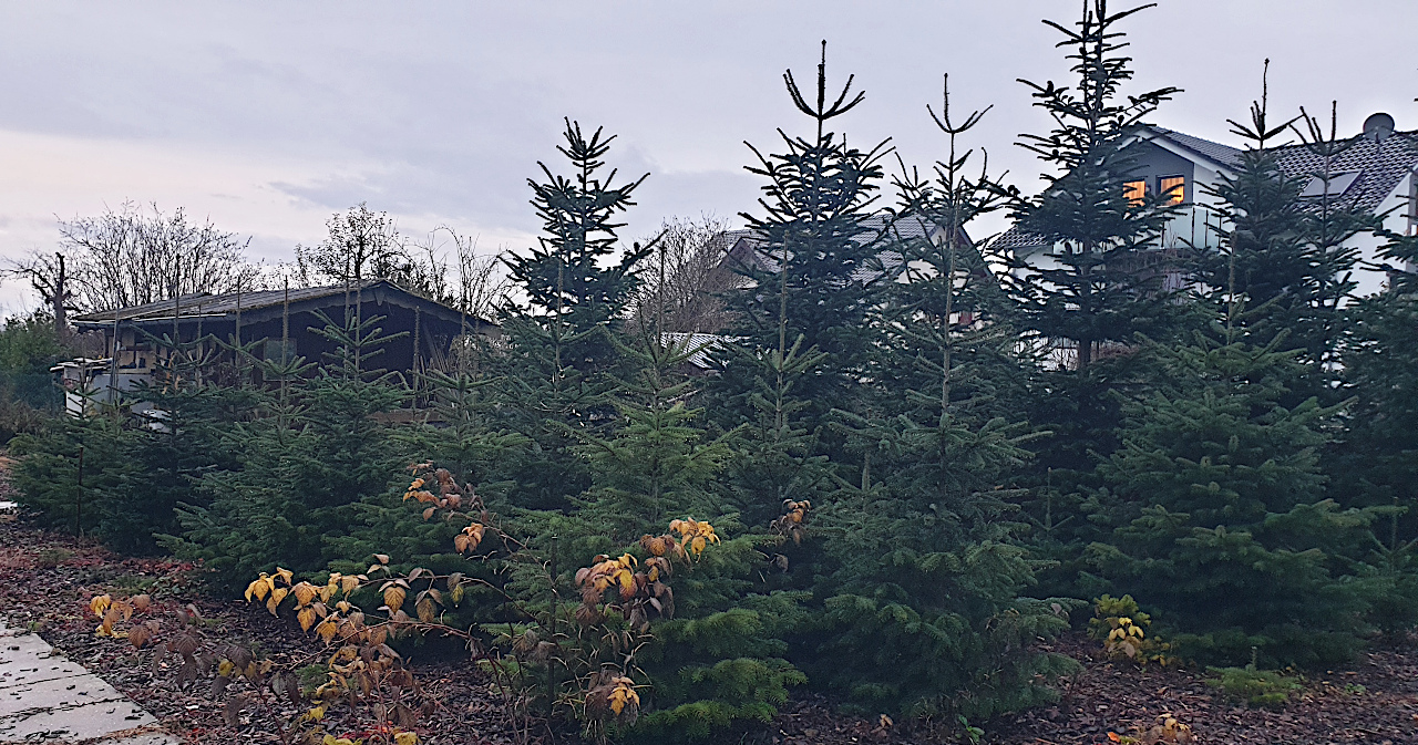 251210 weihnachtsbaeume 3