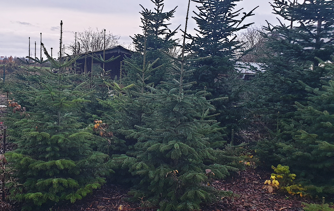 251210 weihnachtsbaeume 4