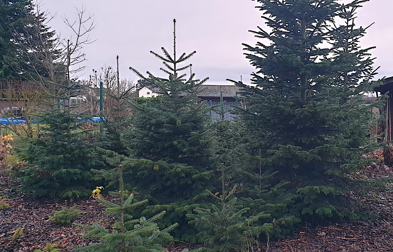 251210 weihnachtsbaeume 5