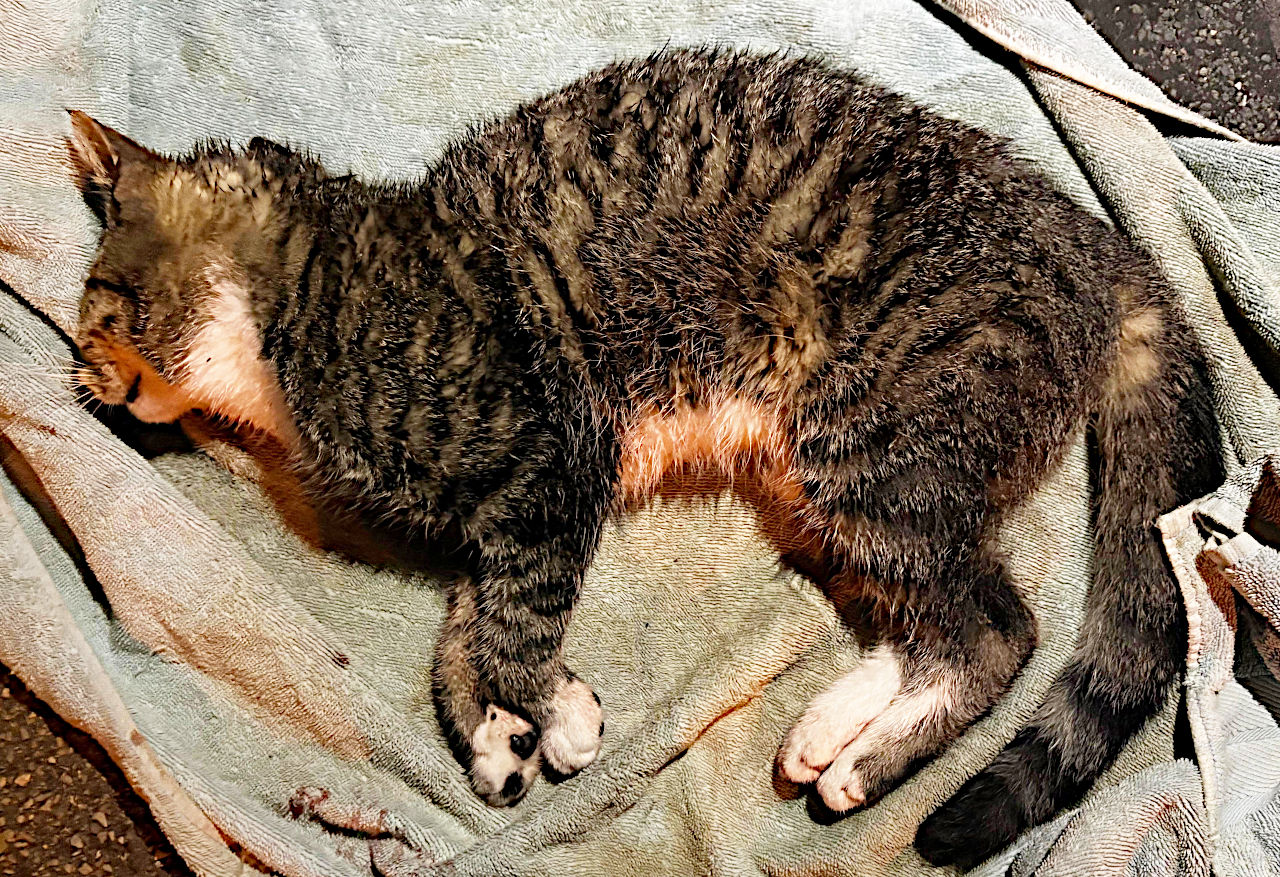 Tote Katze